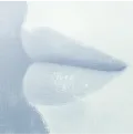 cover of Lips